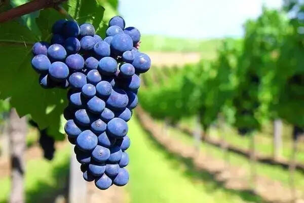 为什么波尔多的红酒都是多种葡萄混酿？
