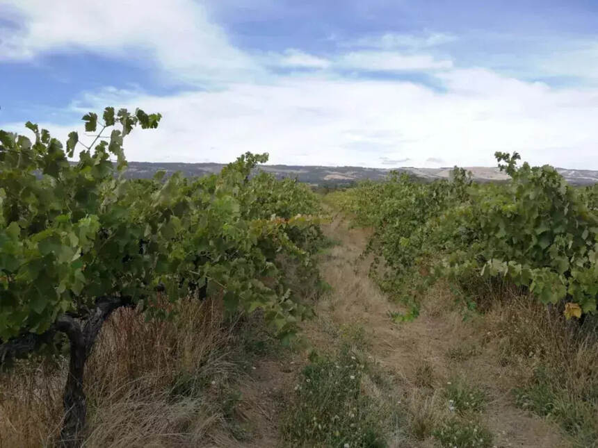 采摘季将至，南澳州多产区葡萄或减产，价格上涨成定局