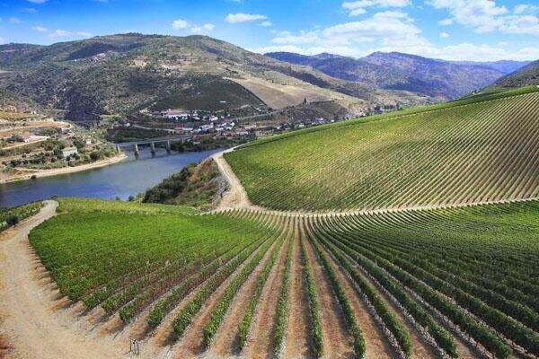 杜埃罗河岸：最贵的西班牙葡萄酒产区