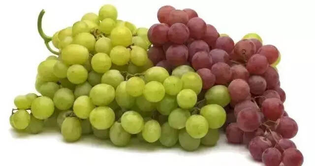 科普：酿酒葡萄与鲜食葡萄有什么区别？