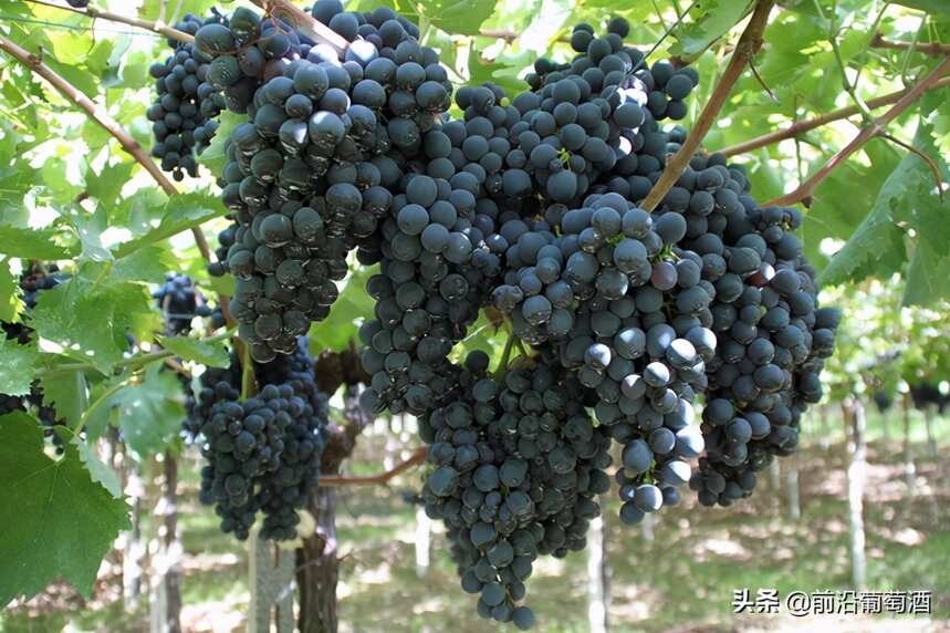 蒙特普尔恰诺葡萄酒，科普最常见的100种佳酿之一蒙特普尔恰诺酒