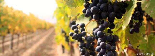 美国加州、意大利葡萄酒面临最遭采摘季！今年喝不成了？