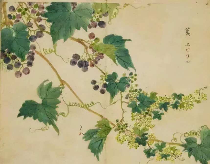 典籍里的中国葡萄酒
