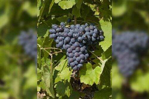 教皇新堡葡萄品种“十三兄弟”大集合
