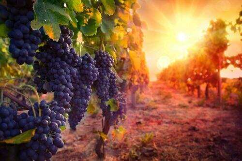 葡萄品种也有自己的节日