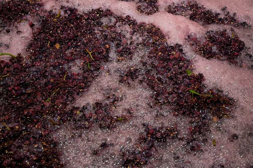 为什么红葡萄既能酿红葡萄酒，也能酿白葡萄酒？