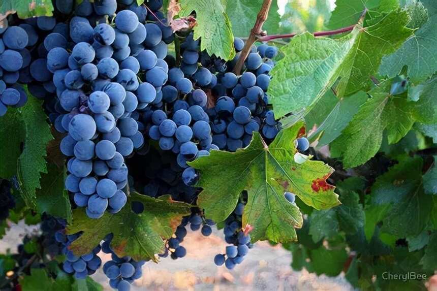 门多萨——阿根廷高海拔优质葡萄酒产区