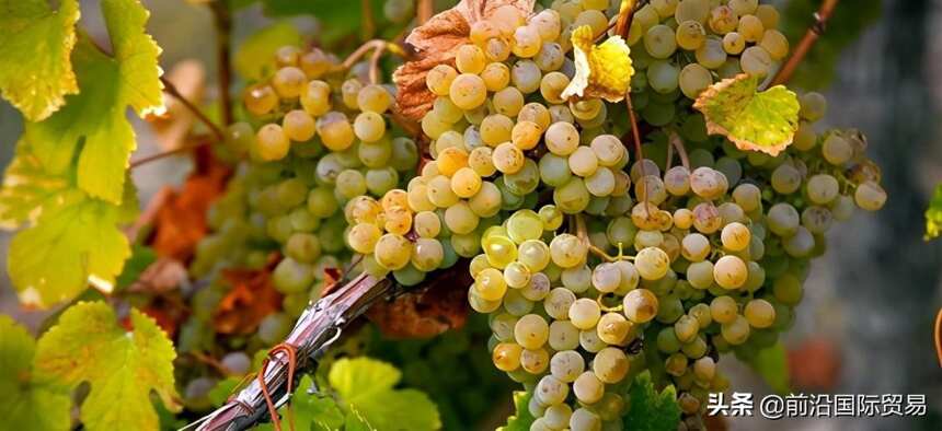 格莱切多葡萄酒，科普最常见的100种葡萄酒佳酿之格莱切多葡萄酒