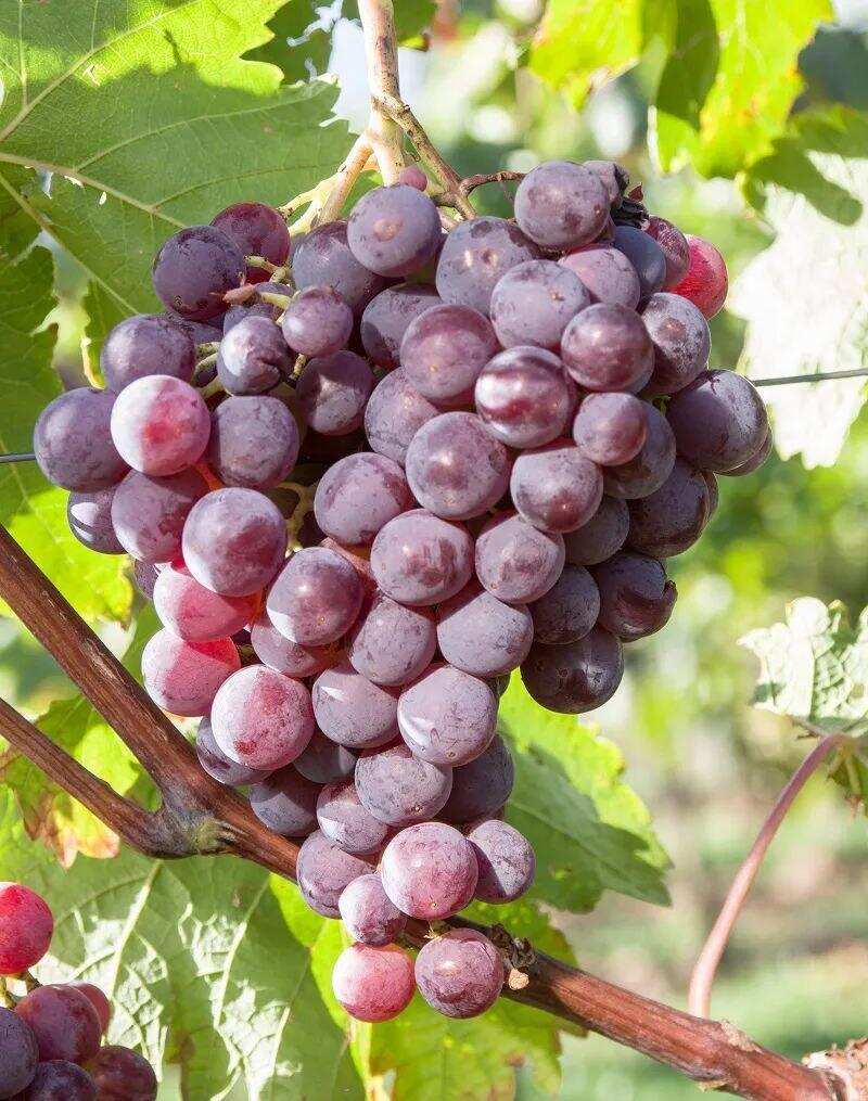 那些鲜为人知的中国特色葡萄品种