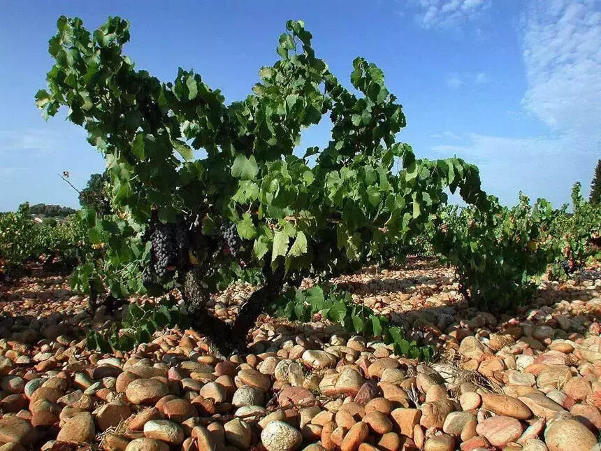 3分钟知识点｜土壤是怎样影响葡萄酒的风味的？