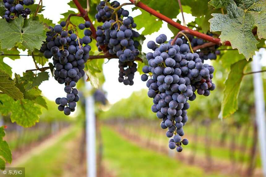 日本出新规：100%使用了国产原料葡萄的才配称“日本葡萄酒”！