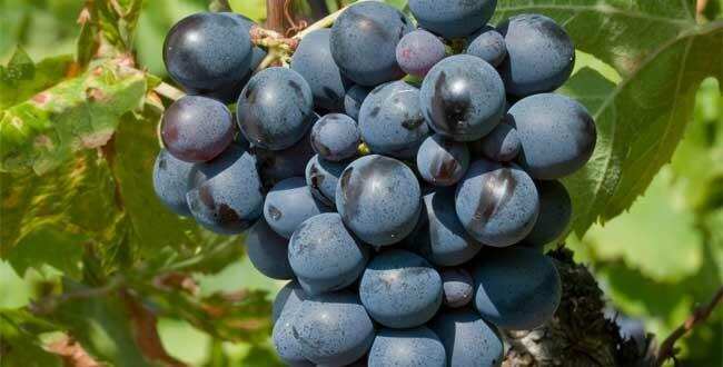 葡萄酒品种神索：法国南部的温和仙女，混酿、桃红酒都能hold住