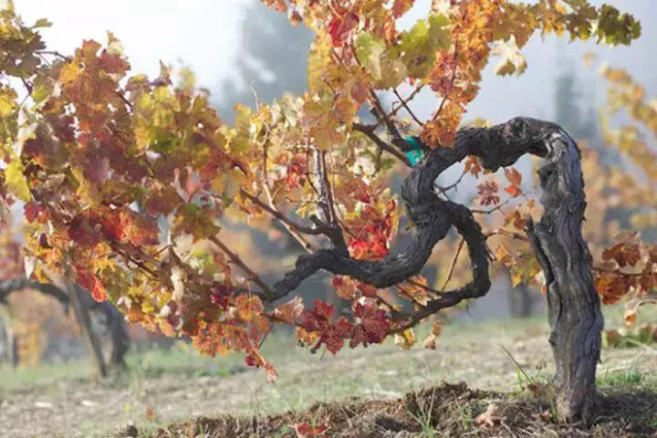 1 棵葡萄树可以酿造几瓶葡萄酒？