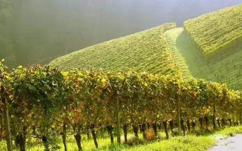 朱卫东：葡萄酒的“风土”，就象其它复杂的生命一样深不可测