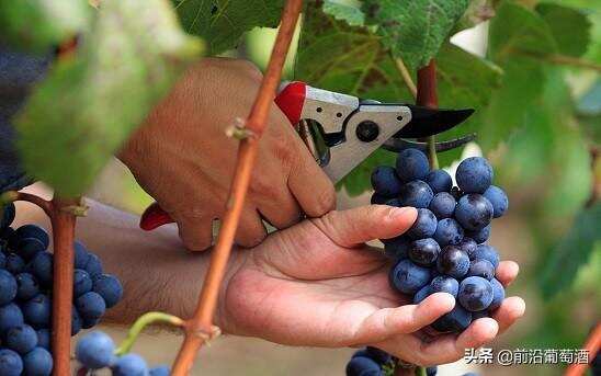 酿酒师和酿造技术是葡萄酒的灵魂！酿造技术对葡萄酒有什么影响？
