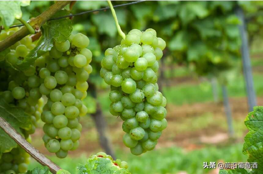 瑚珊葡萄酒，科普最常见的100种葡萄酒佳酿之一瑚珊葡萄酒