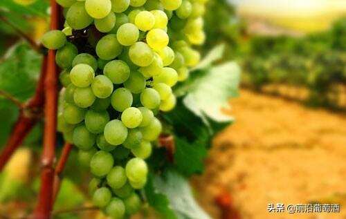 维蒂奇诺葡萄酒,科普最常见的100种葡萄酒佳酿之一维蒂奇诺葡萄酒