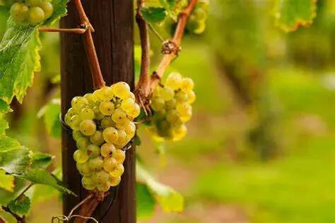 世界主流的12大白葡萄品种