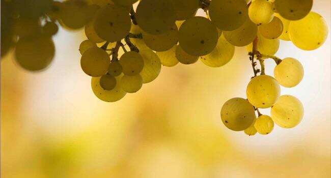 小白与行家都会爱上的阿根廷葡萄品种