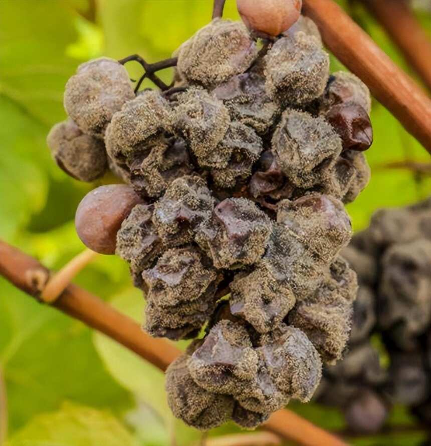 低调却不平凡的葡萄品种——赛美蓉