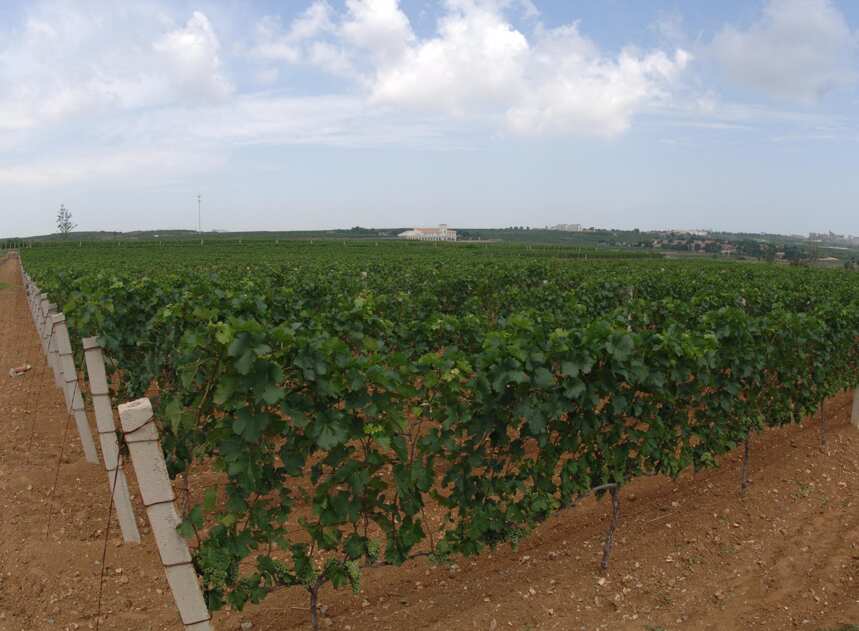 蓬莱产区酿酒葡萄标准化托起乡村振兴梦