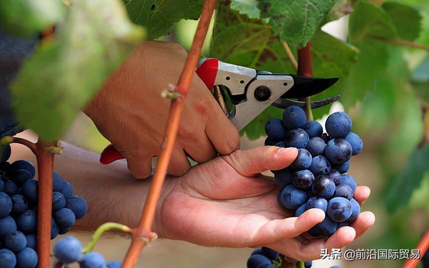 葡萄酒的成熟度对葡萄酒有什么影响？葡萄酒的成熟度可以喝出来