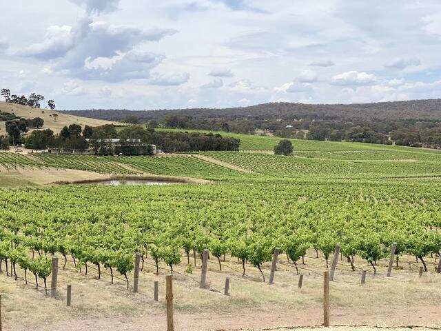 2019澳洲酿酒葡萄超预计产量，葡萄平均价格达历史新高