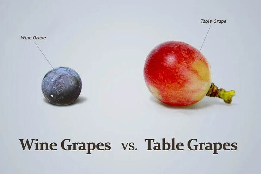苹果、桃、梨都能酿酒，为什么只有葡萄 C 位出道？
