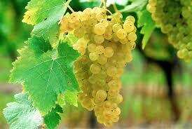 法国十大白葡萄品种，你知道几种？