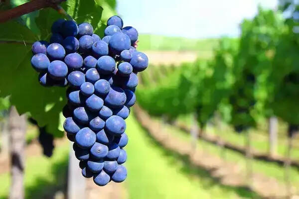 细数波尔多7大葡萄品种