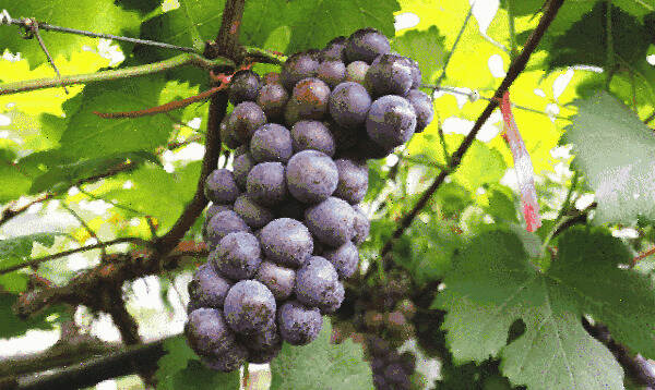 解惑丨为什么如此美味的葡萄，在酿成酒后却又苦又涩？