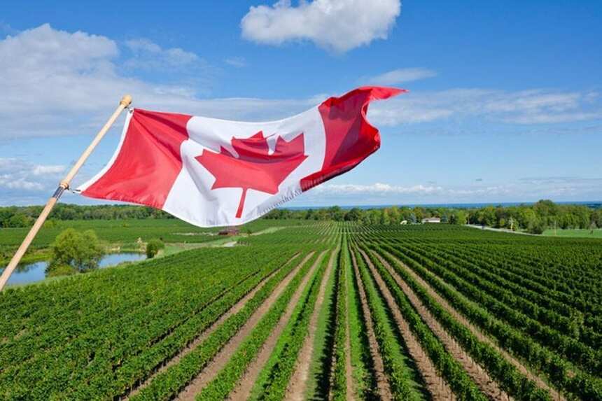 凯特王妃参观加拿大酒庄，那里有什么优质葡萄酒？