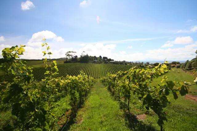 一篇微信带你全面解读新西兰 10 大葡萄酒产区