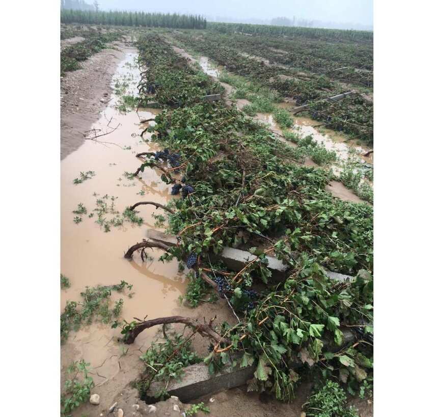 独家｜天气异常，果农砍树，2016年中国葡萄酒产区遭遇减产