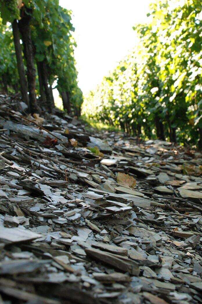 葡萄酒爱好者不可不知的土壤类型