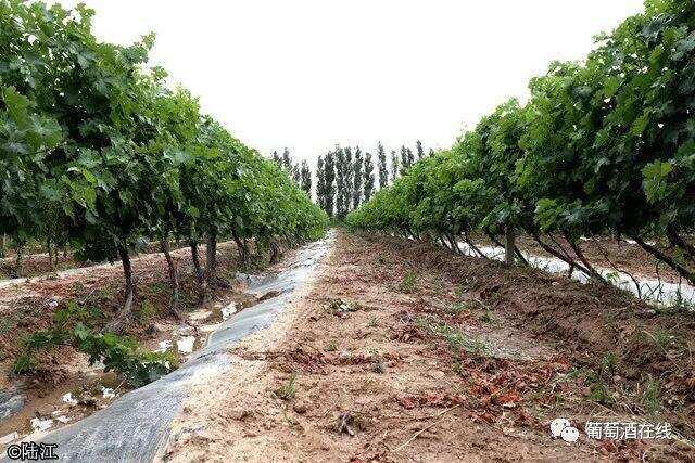 新疆伊犁河谷，集美酒美食美景于一体的葡萄酒产区