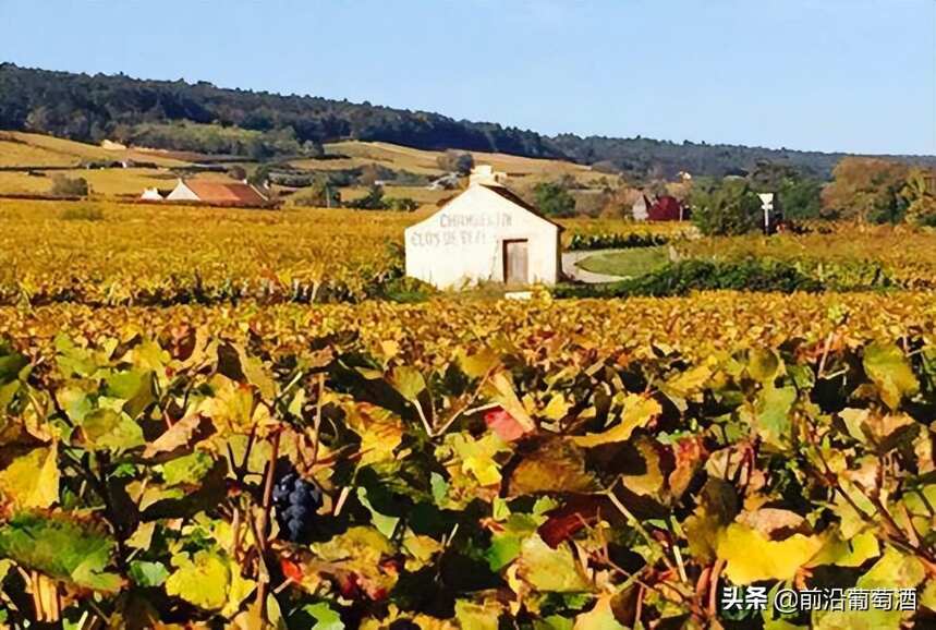法国勃艮第吉弗里、上伯恩丘和上夜丘产区的葡萄酒简介