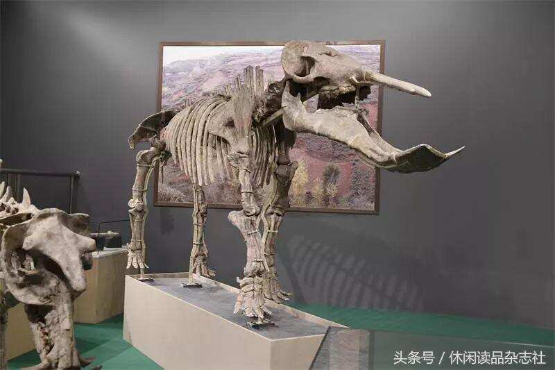 厉害了！这个小县城藏着世界上最大的古动物化石博物馆