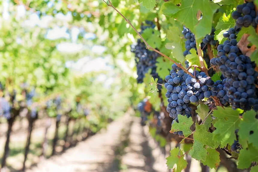 遵义、仁怀启动酒企自查；中国葡萄种植面积18年来增长177%