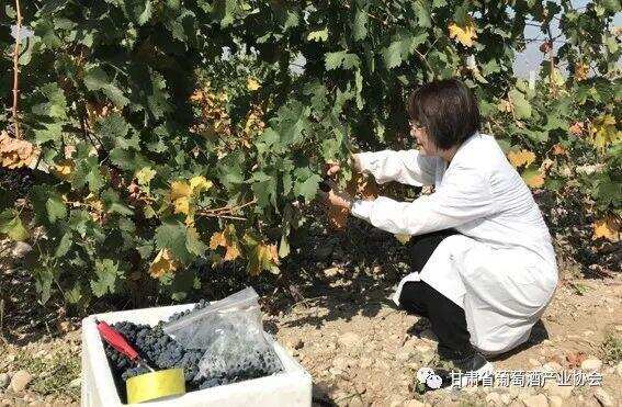 王婧 : 科技助力甘肃河西走廊葡萄酒产业发展