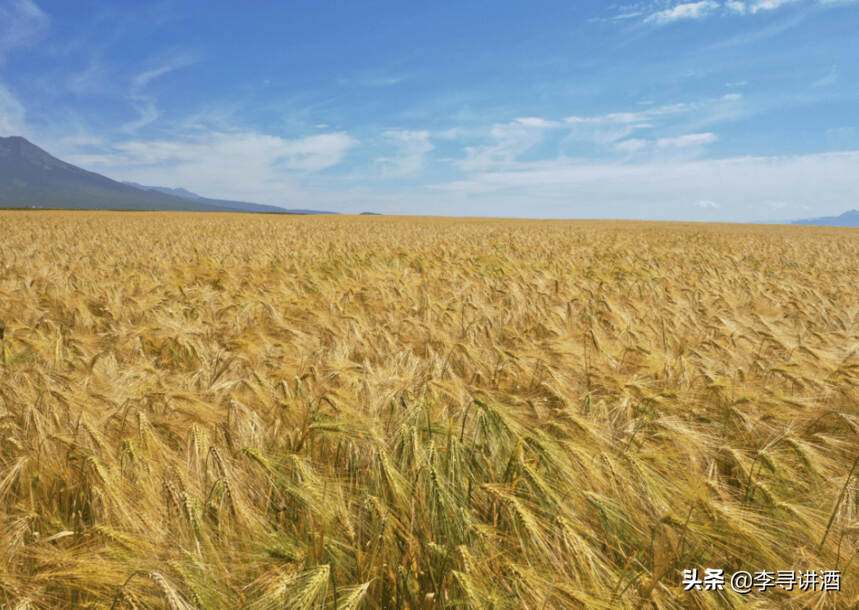 青稞是最主要的食用大麦