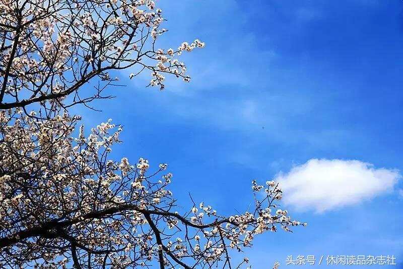 梯田和杏花搭配，在宁夏彭阳看到别样的风景