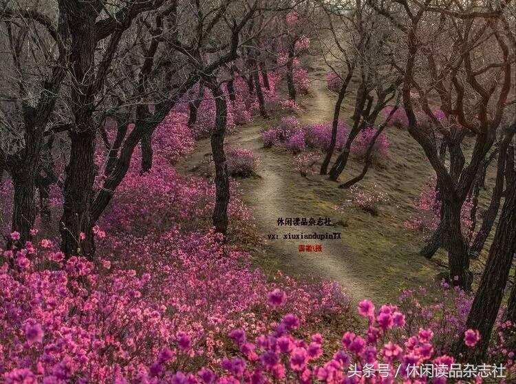 “五一”去黑龙江双鸭山市看杜鹃花开