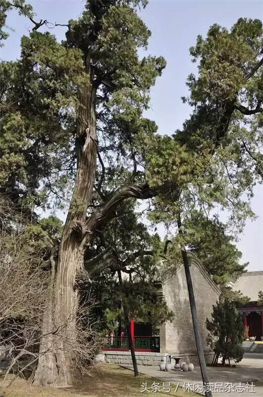 黄帝陵古朴苍老的柏树