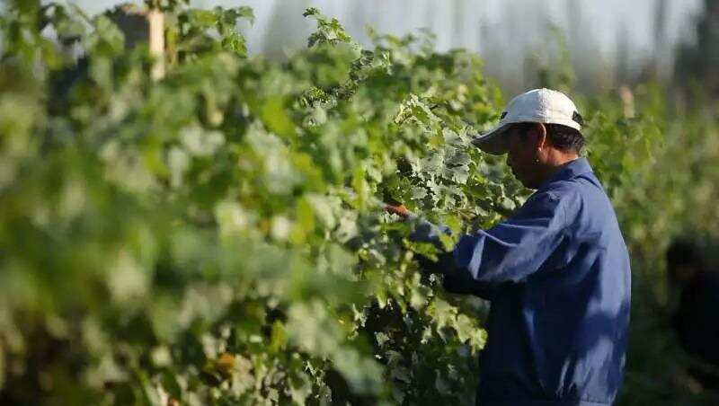 这位女侠47岁种葡萄，20年“栽绿”4万亩戈壁，酿新疆第一