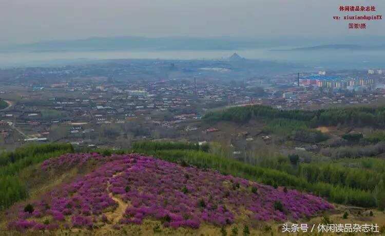 “五一”去黑龙江双鸭山市看杜鹃花开