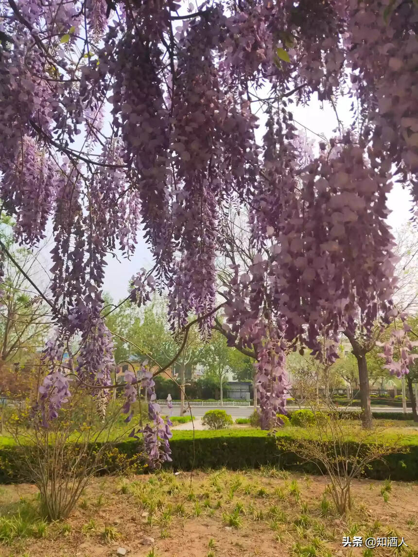 紫藤、阳光、春天