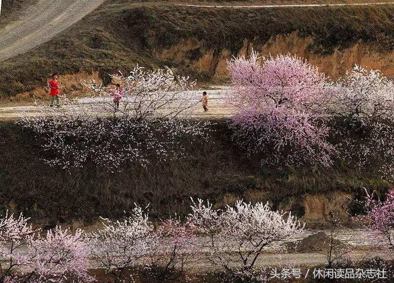 梯田和杏花搭配，在宁夏彭阳看到别样的风景