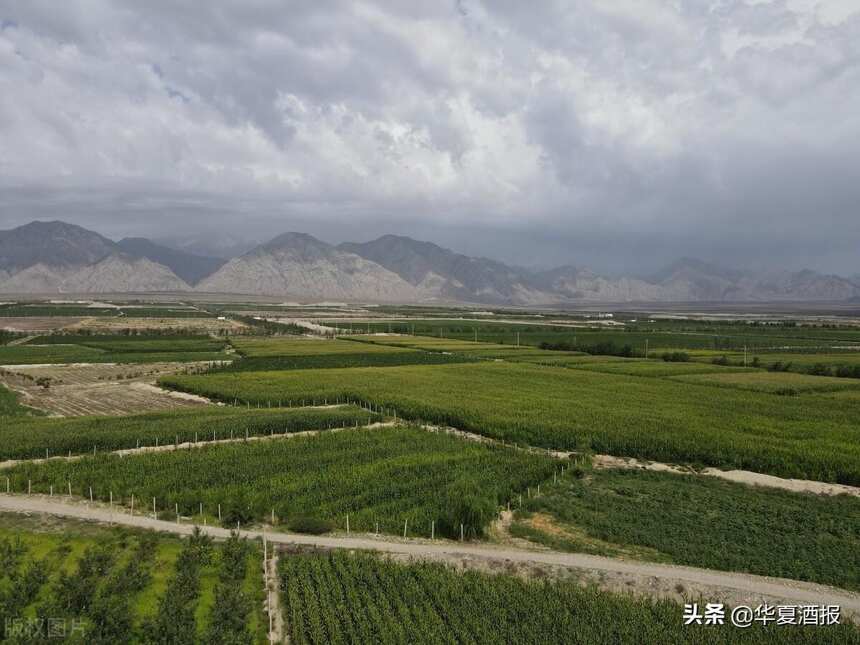 2025年打造20家龙头酒庄，10个世界级葡萄酒品牌，宁夏农业农村现代化发展“十四五”规划出炉
