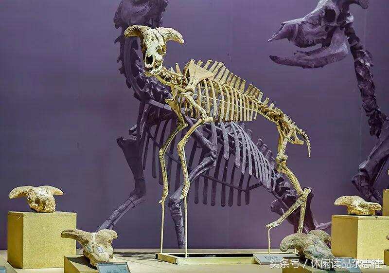 厉害了！这个小县城藏着世界上最大的古动物化石博物馆